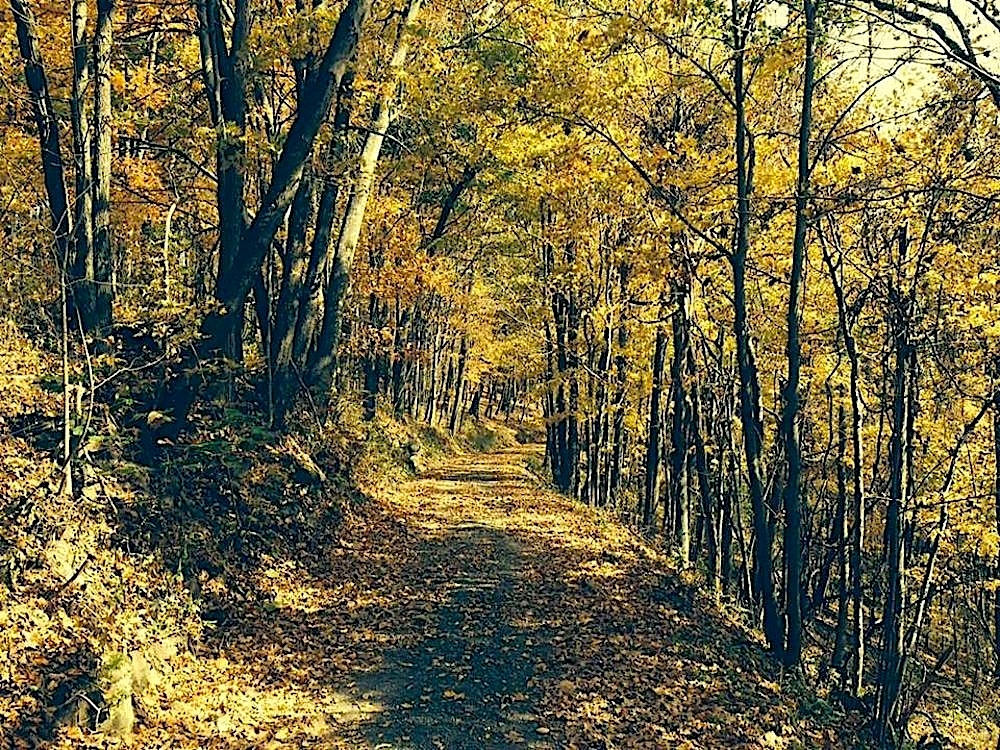 A forest trail covered in yellow leaves